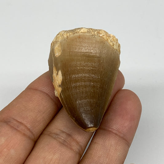 26.2g,1.6"X1.2"x0.9" Fossil Mosasaur Tooth reptiles, Cretaceous @Morocco,B12873