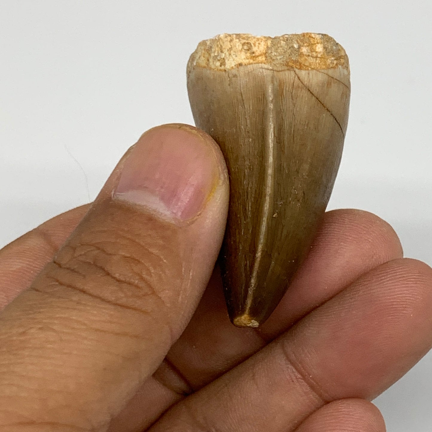 26.2g,1.6"X1.2"x0.9" Fossil Mosasaur Tooth reptiles, Cretaceous @Morocco,B12873