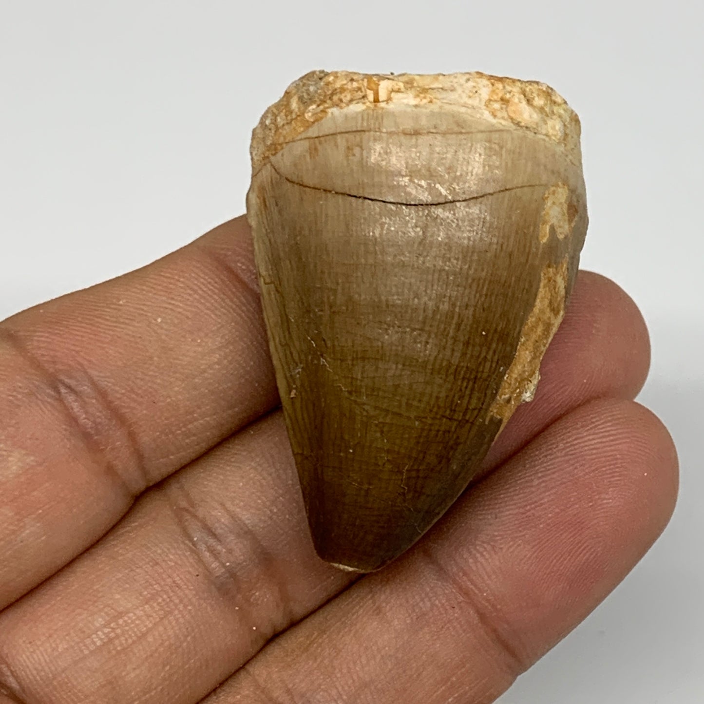 26.2g,1.6"X1.2"x0.9" Fossil Mosasaur Tooth reptiles, Cretaceous @Morocco,B12873