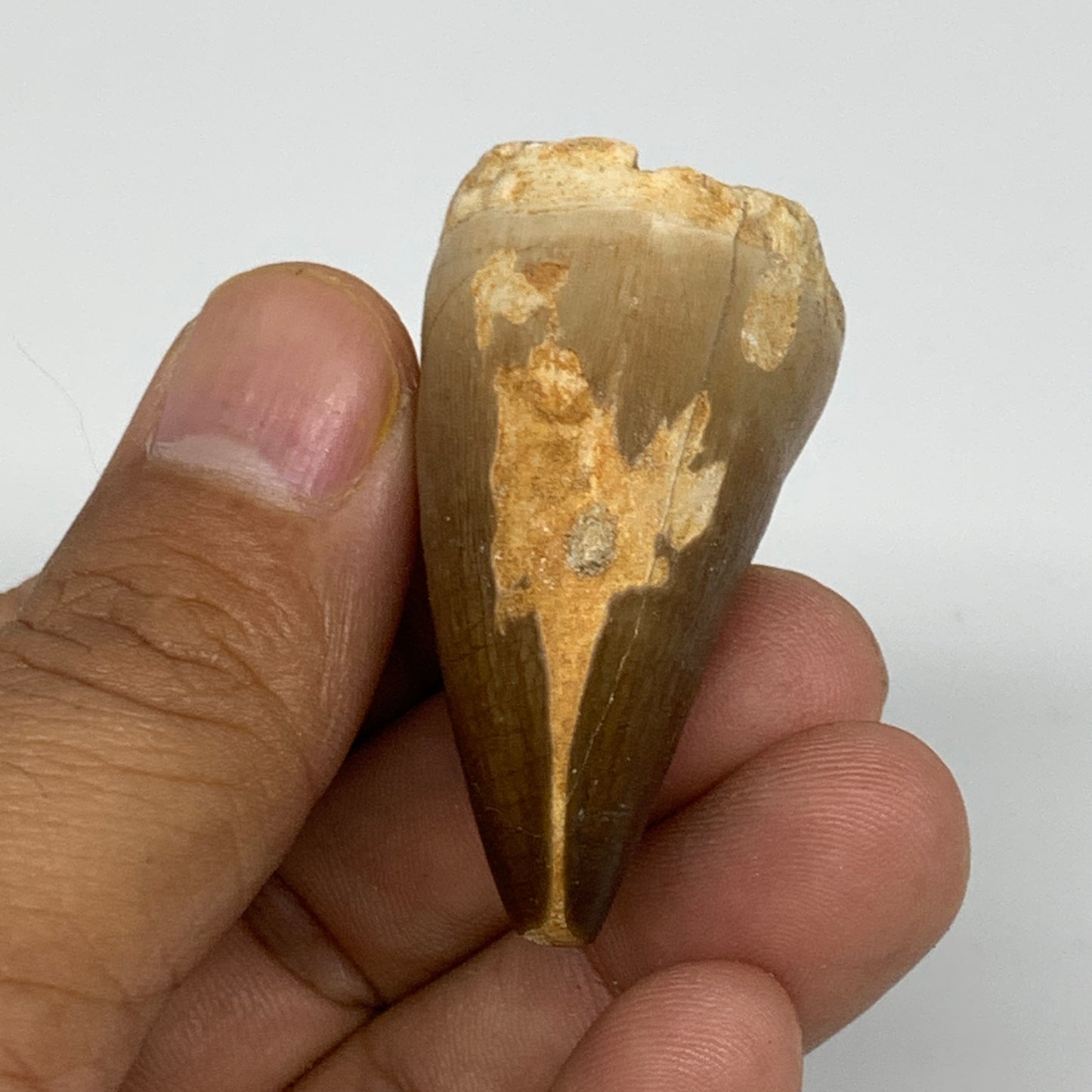 26.2g,1.6"X1.2"x0.9" Fossil Mosasaur Tooth reptiles, Cretaceous @Morocco,B12873