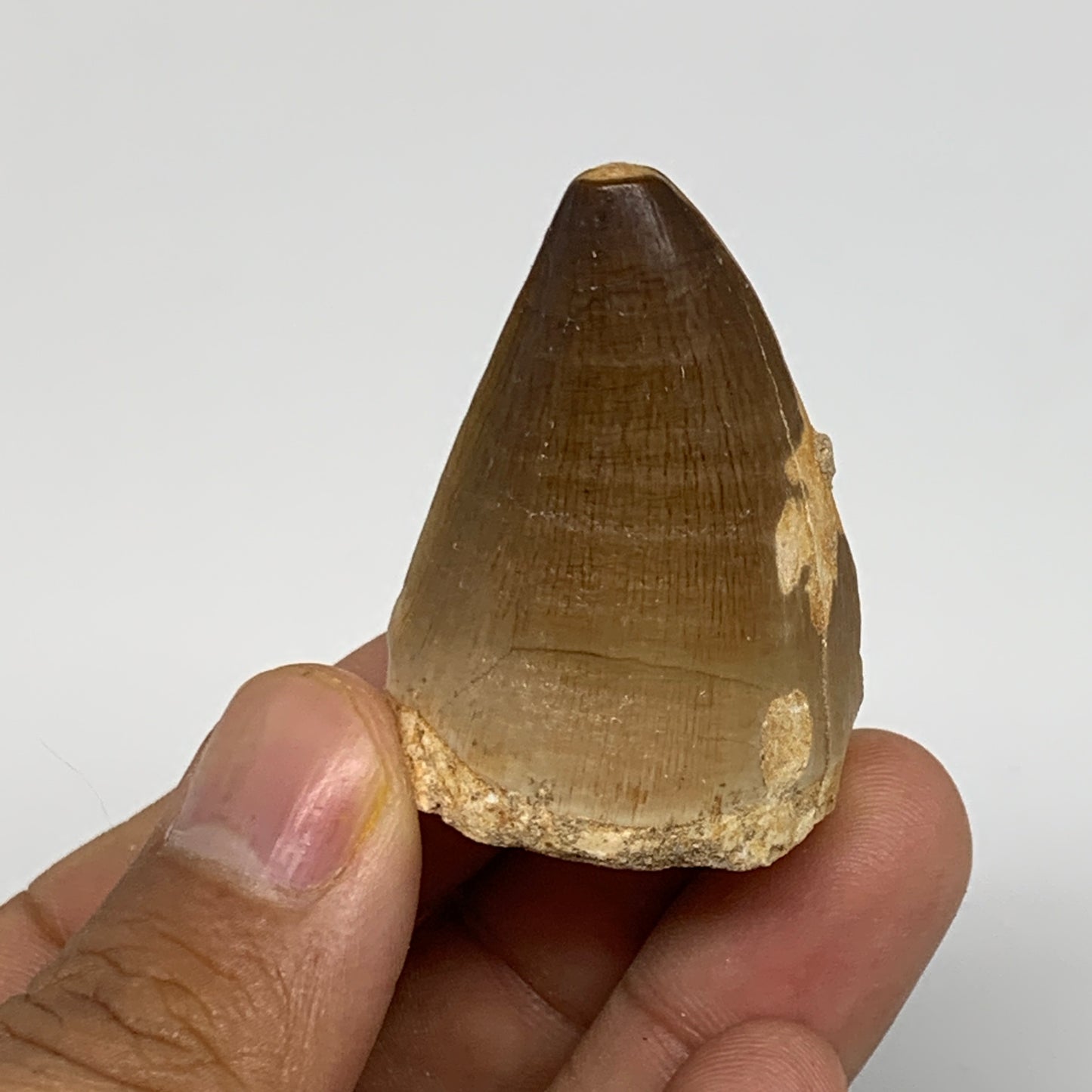 26.2g,1.6"X1.2"x0.9" Fossil Mosasaur Tooth reptiles, Cretaceous @Morocco,B12873