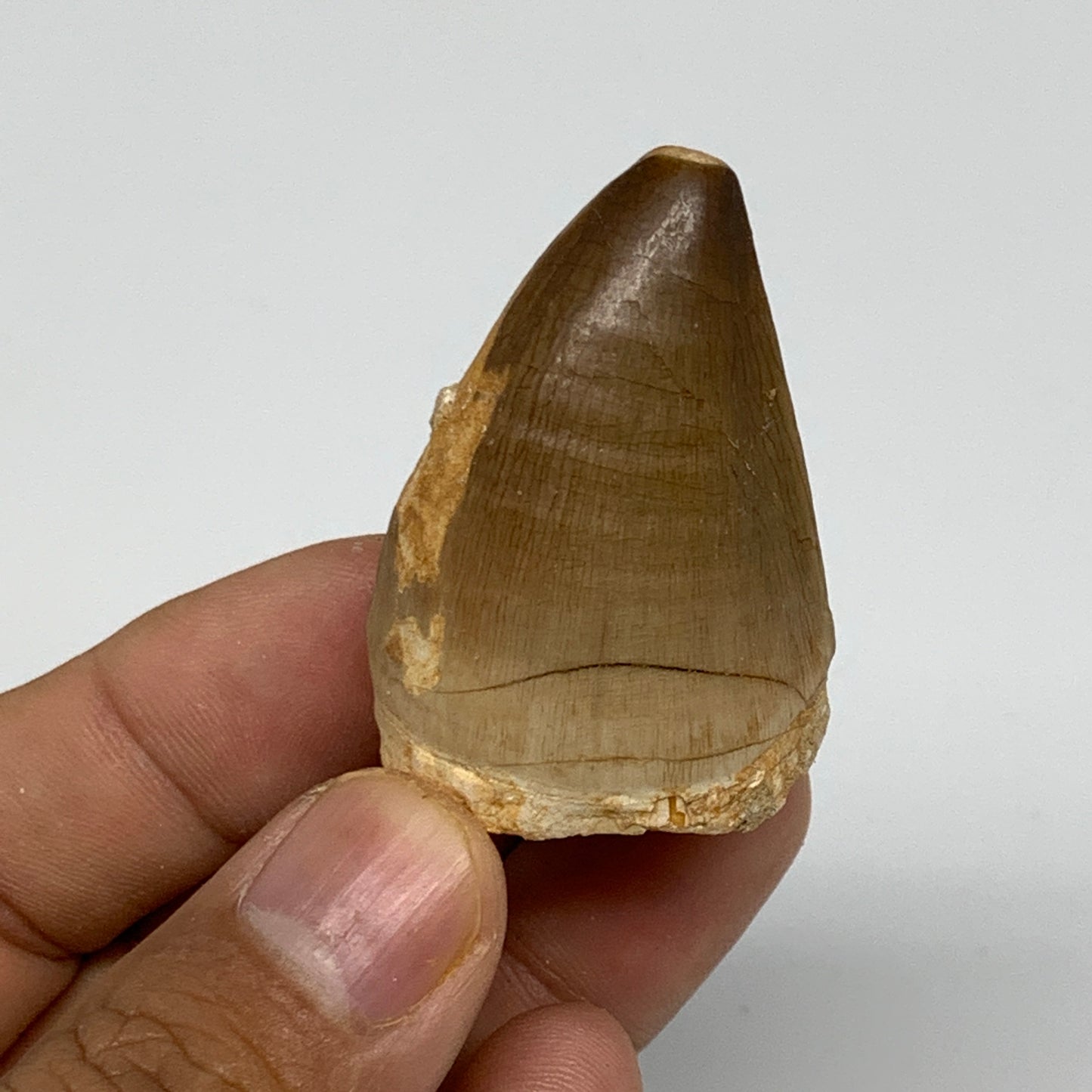 26.2g,1.6"X1.2"x0.9" Fossil Mosasaur Tooth reptiles, Cretaceous @Morocco,B12873