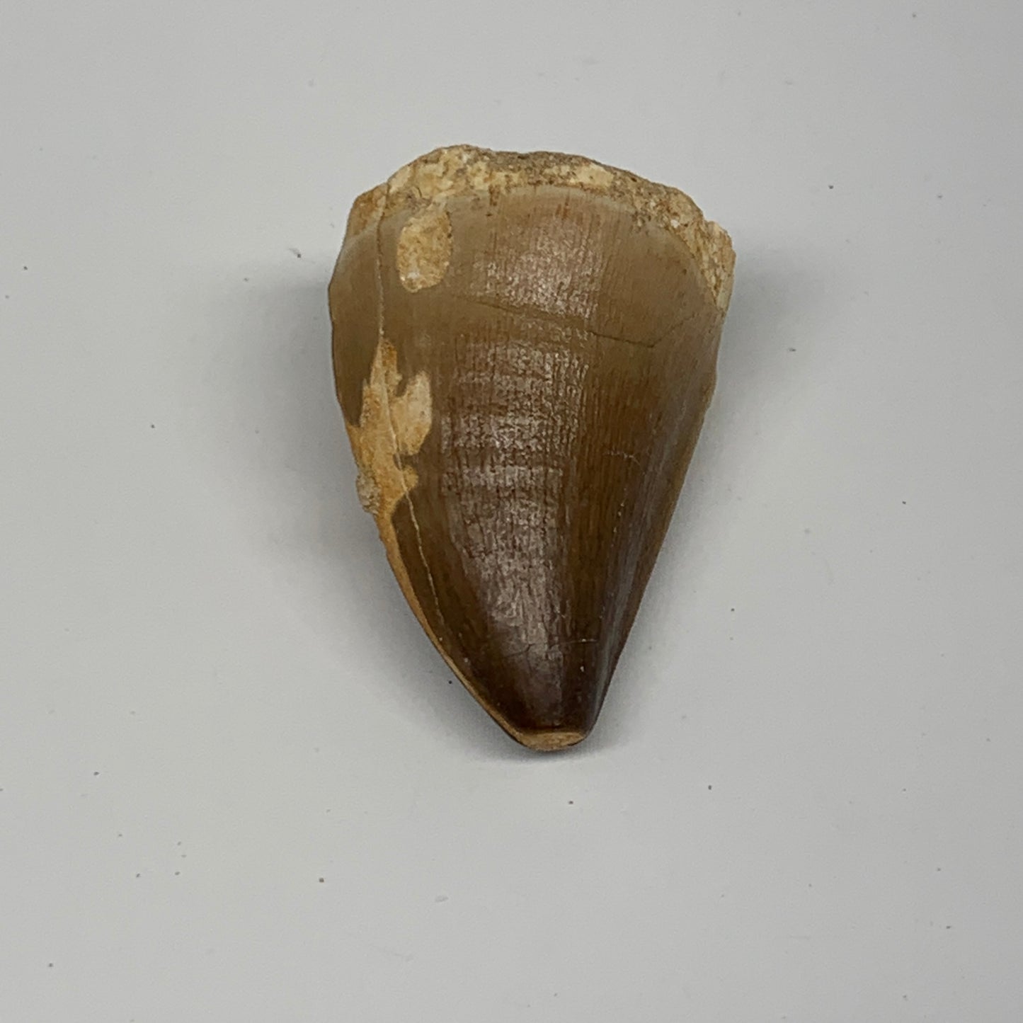 26.2g,1.6"X1.2"x0.9" Fossil Mosasaur Tooth reptiles, Cretaceous @Morocco,B12873