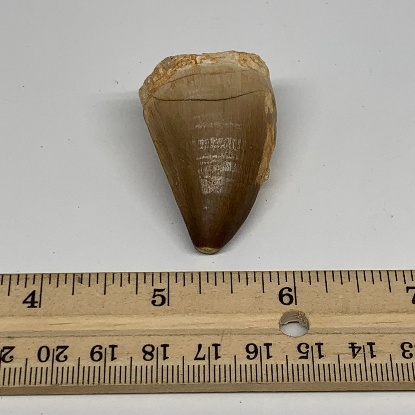 26.2g,1.6"X1.2"x0.9" Fossil Mosasaur Tooth reptiles, Cretaceous @Morocco,B12873