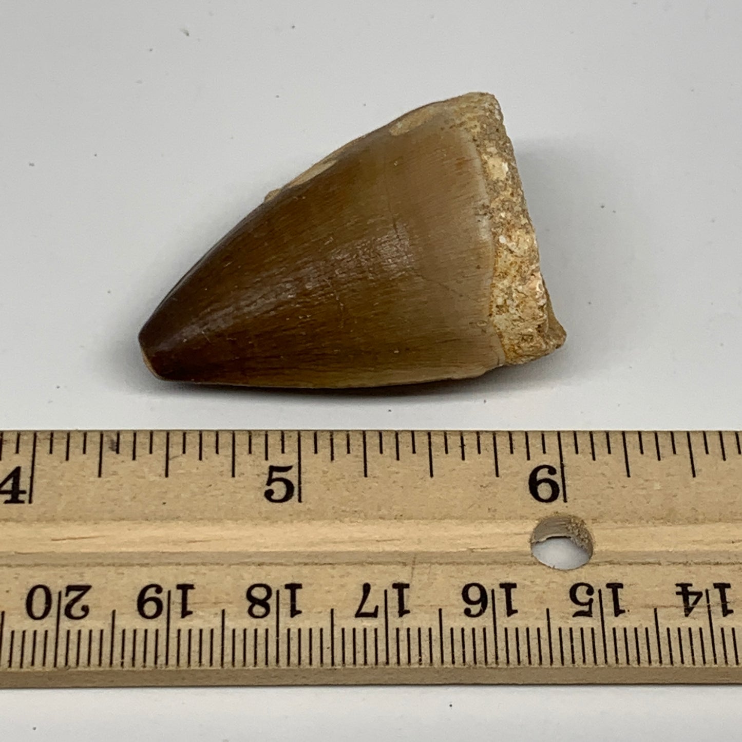 26.2g,1.6"X1.2"x0.9" Fossil Mosasaur Tooth reptiles, Cretaceous @Morocco,B12873