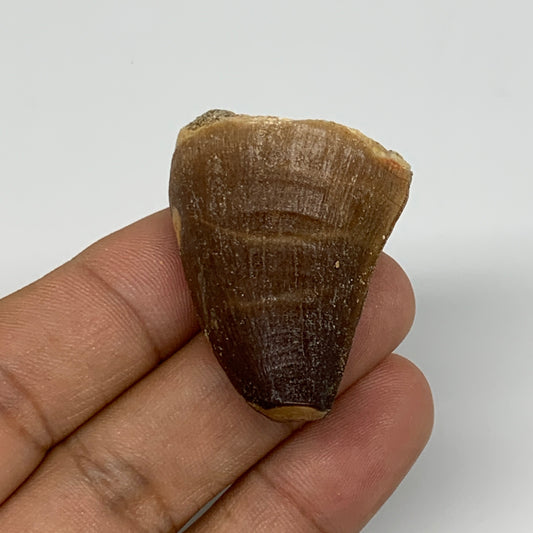 19.3g,1.5"X1.1"x0.8" Fossil Mosasaur Tooth reptiles, Cretaceous @Morocco,B12875
