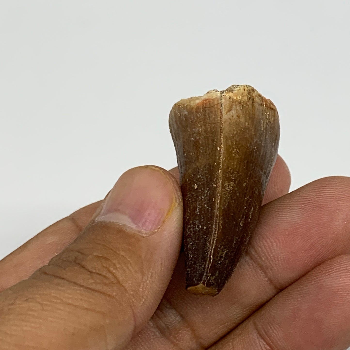 19.3g,1.5"X1.1"x0.8" Fossil Mosasaur Tooth reptiles, Cretaceous @Morocco,B12875