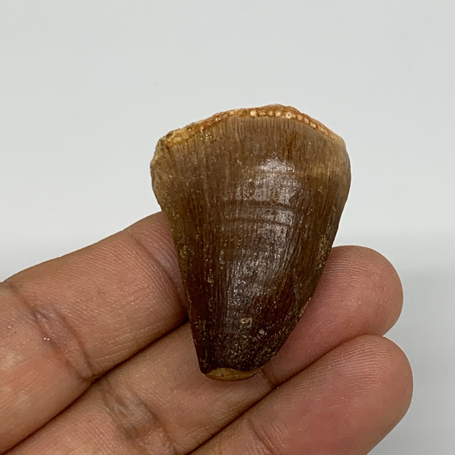 19.3g,1.5"X1.1"x0.8" Fossil Mosasaur Tooth reptiles, Cretaceous @Morocco,B12875