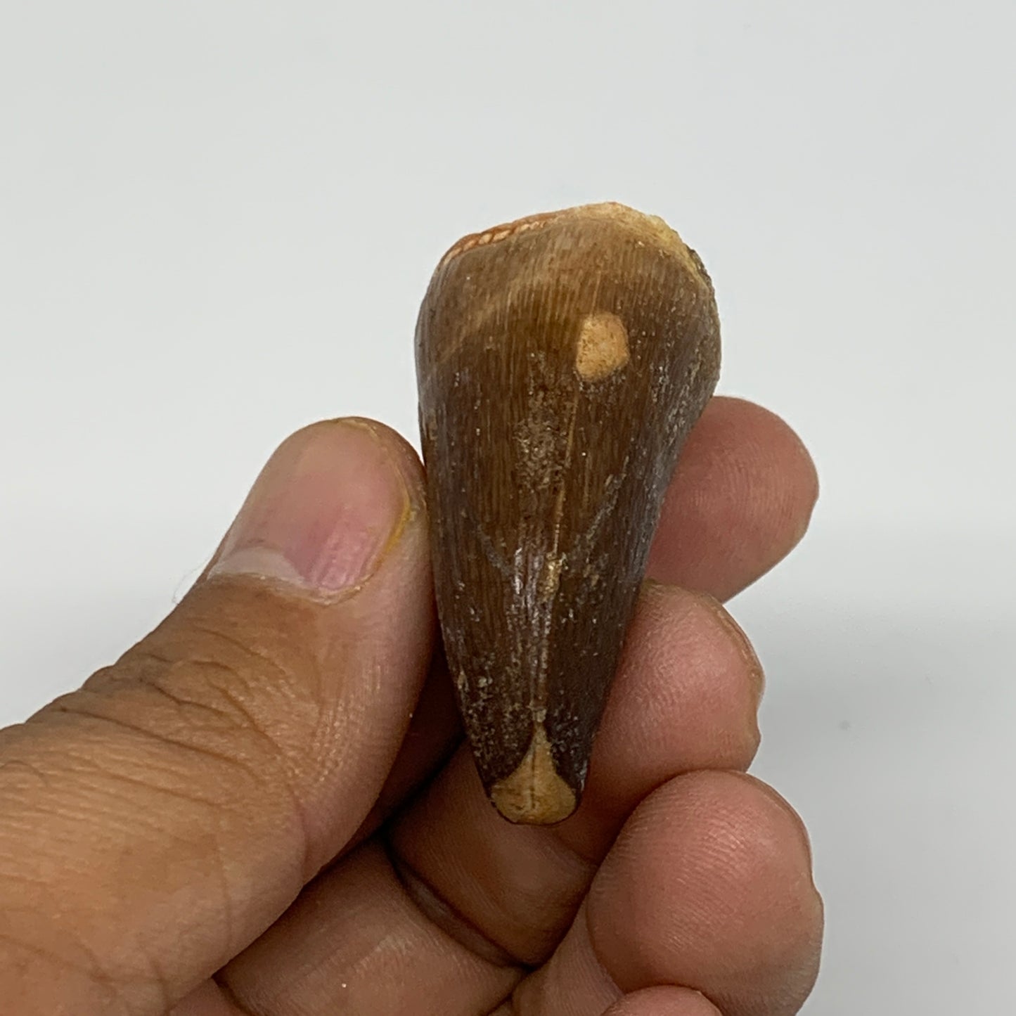 19.3g,1.5"X1.1"x0.8" Fossil Mosasaur Tooth reptiles, Cretaceous @Morocco,B12875