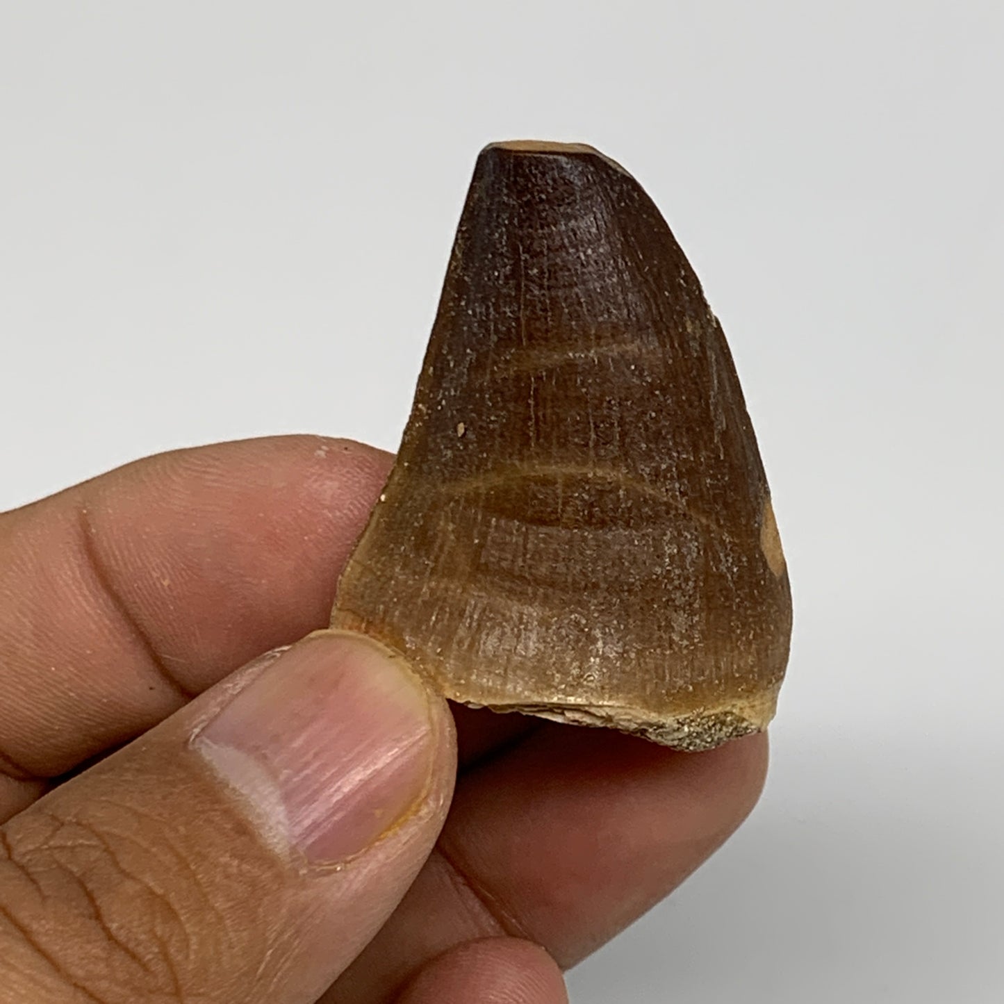 19.3g,1.5"X1.1"x0.8" Fossil Mosasaur Tooth reptiles, Cretaceous @Morocco,B12875