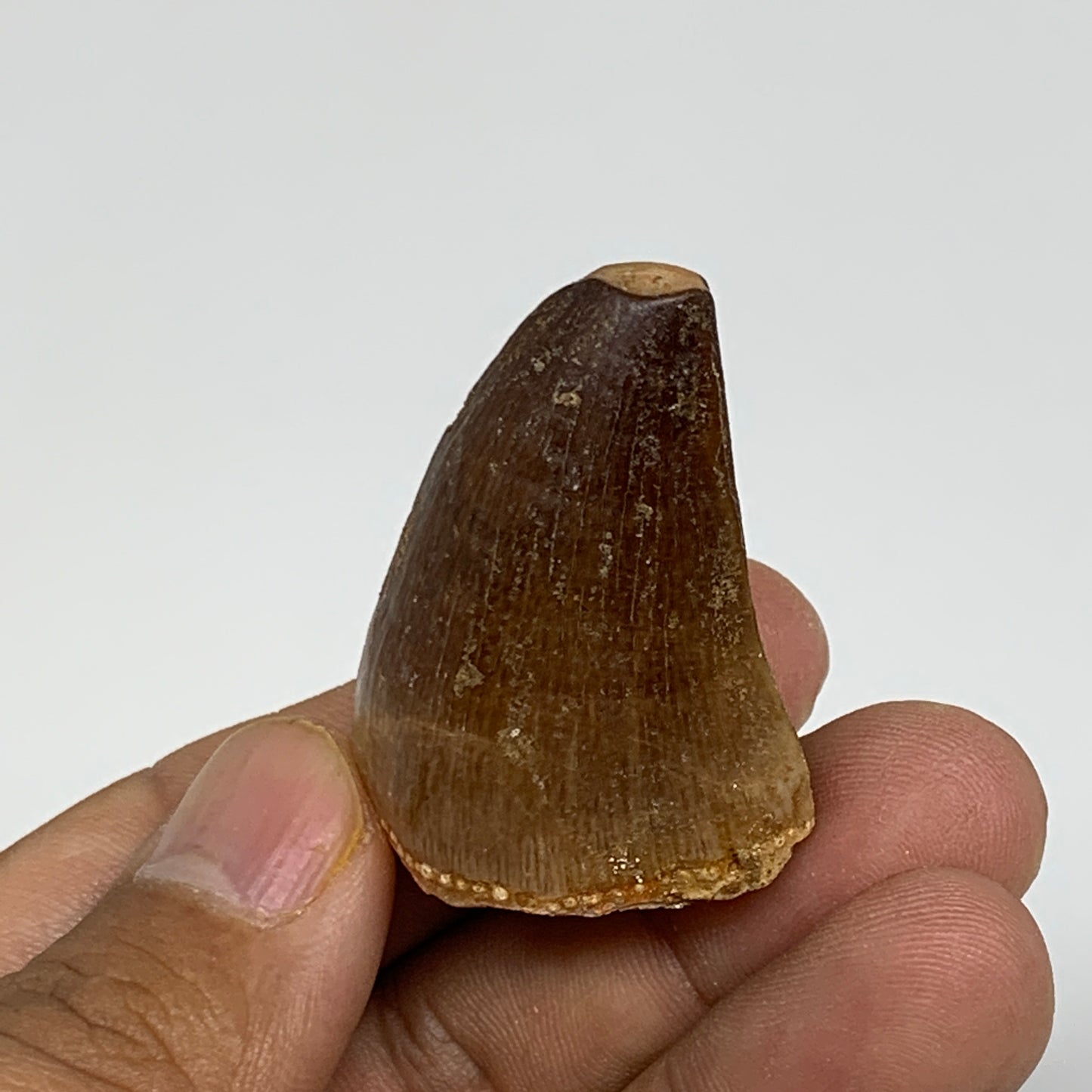 19.3g,1.5"X1.1"x0.8" Fossil Mosasaur Tooth reptiles, Cretaceous @Morocco,B12875