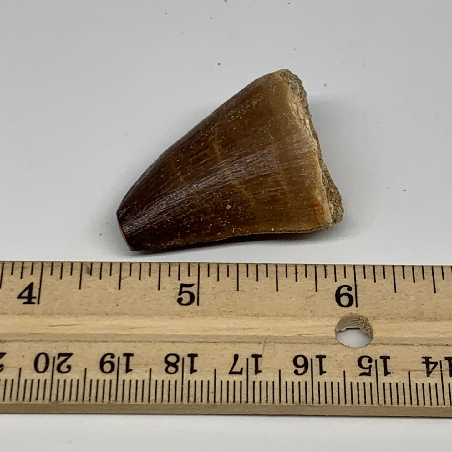 19.3g,1.5"X1.1"x0.8" Fossil Mosasaur Tooth reptiles, Cretaceous @Morocco,B12875