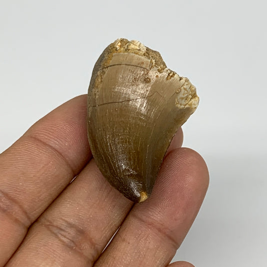 18.9g,1.7"X1.1"x0.8" Fossil Mosasaur Tooth reptiles, Cretaceous @Morocco,B12880