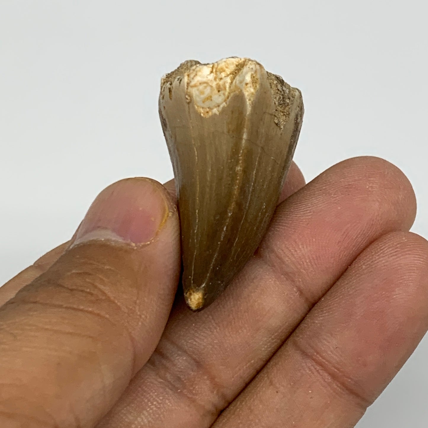 18.9g,1.7"X1.1"x0.8" Fossil Mosasaur Tooth reptiles, Cretaceous @Morocco,B12880