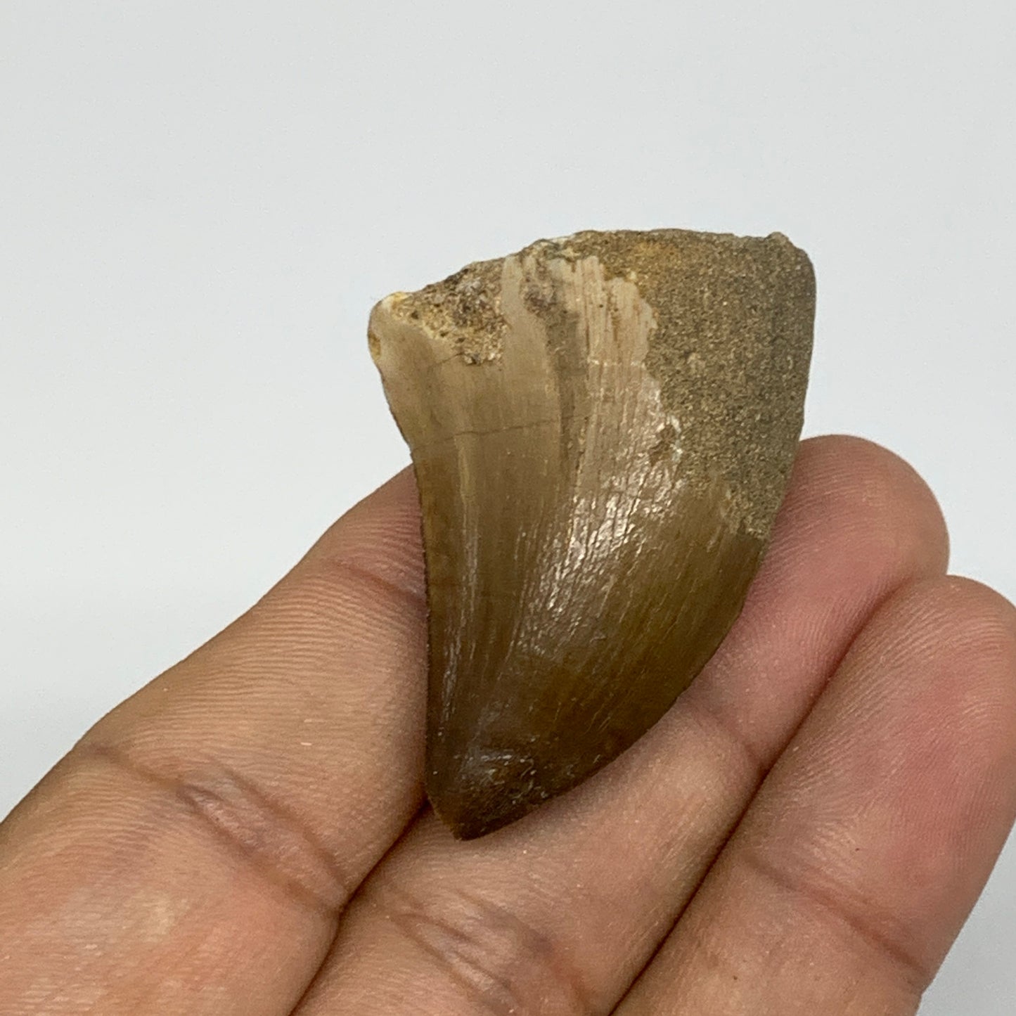 18.9g,1.7"X1.1"x0.8" Fossil Mosasaur Tooth reptiles, Cretaceous @Morocco,B12880