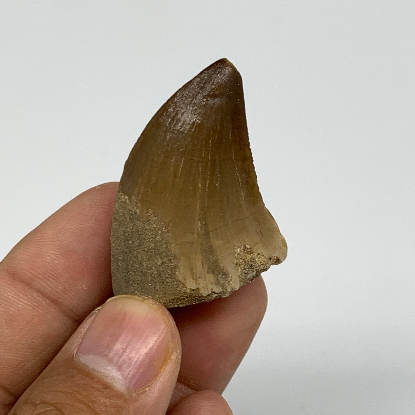 18.9g,1.7"X1.1"x0.8" Fossil Mosasaur Tooth reptiles, Cretaceous @Morocco,B12880