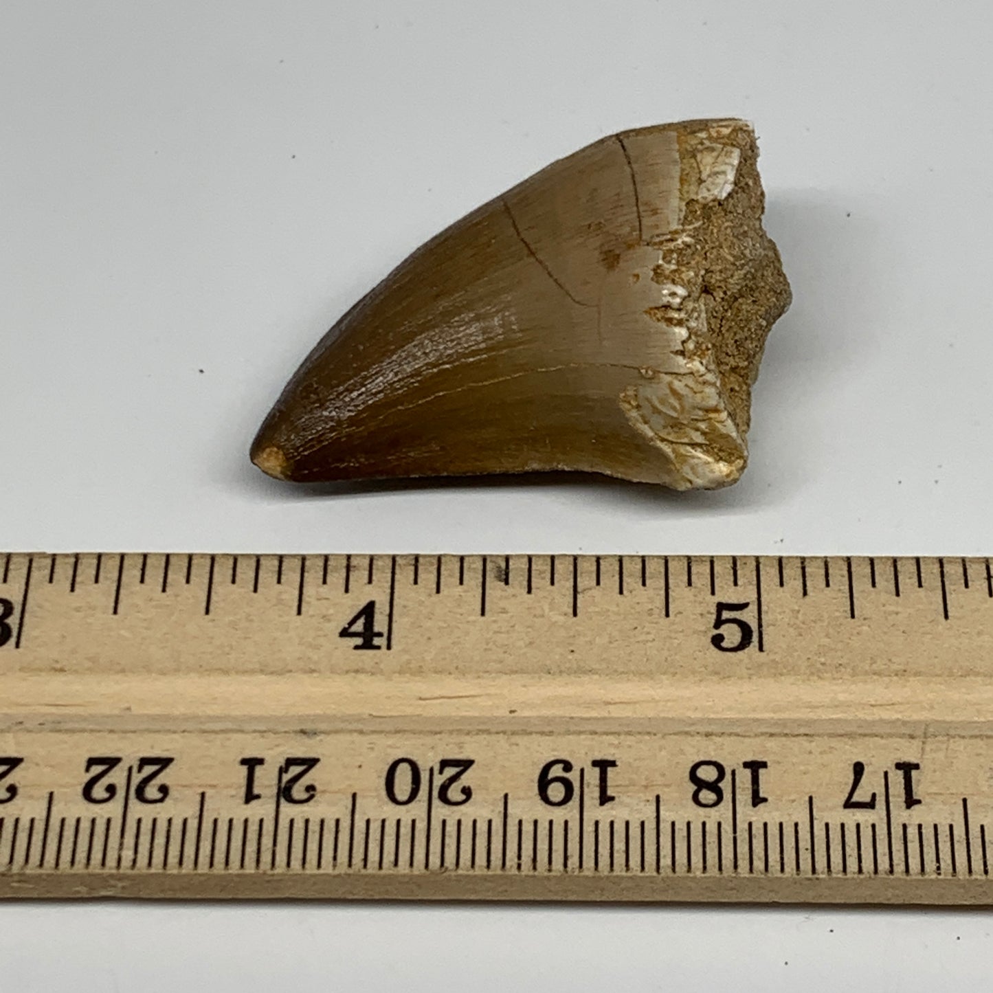 18.9g,1.7"X1.1"x0.8" Fossil Mosasaur Tooth reptiles, Cretaceous @Morocco,B12880