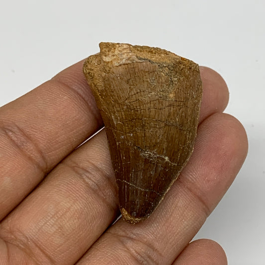 14.9g,1.6"X1"x0.7" Fossil Mosasaur Tooth reptiles, Cretaceous @Morocco,B12887