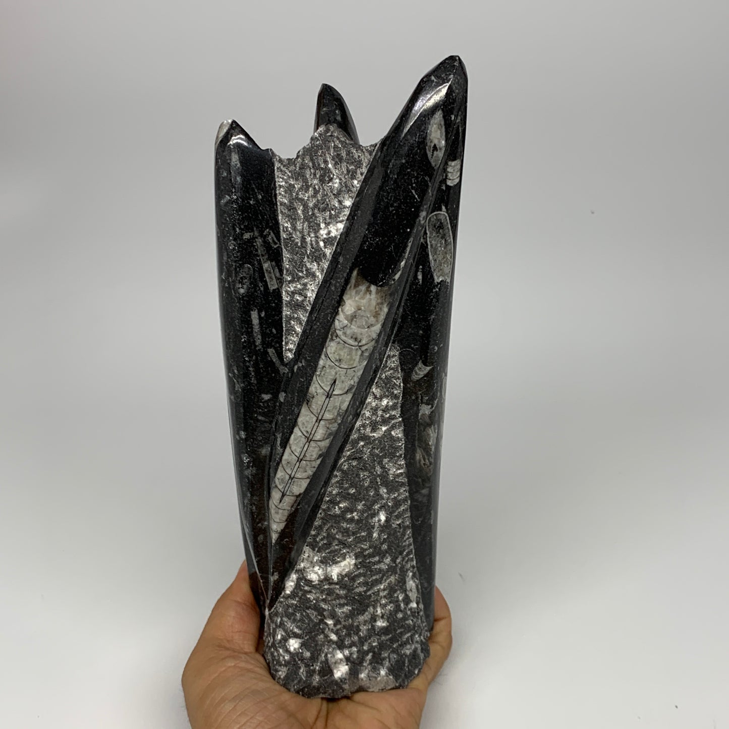 1210g, 6.9"x3.1"2.3" Black Fossils Orthoceras Sculpture Tower @Morocco, B23409