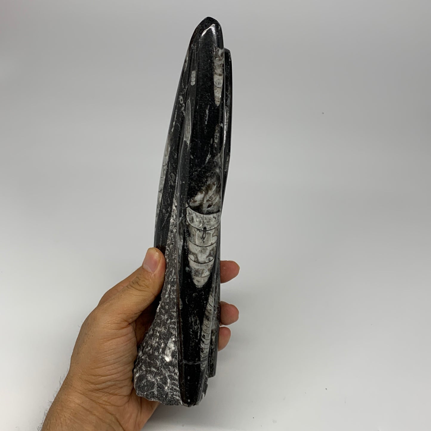 1210g, 6.9"x3.1"2.3" Black Fossils Orthoceras Sculpture Tower @Morocco, B23409