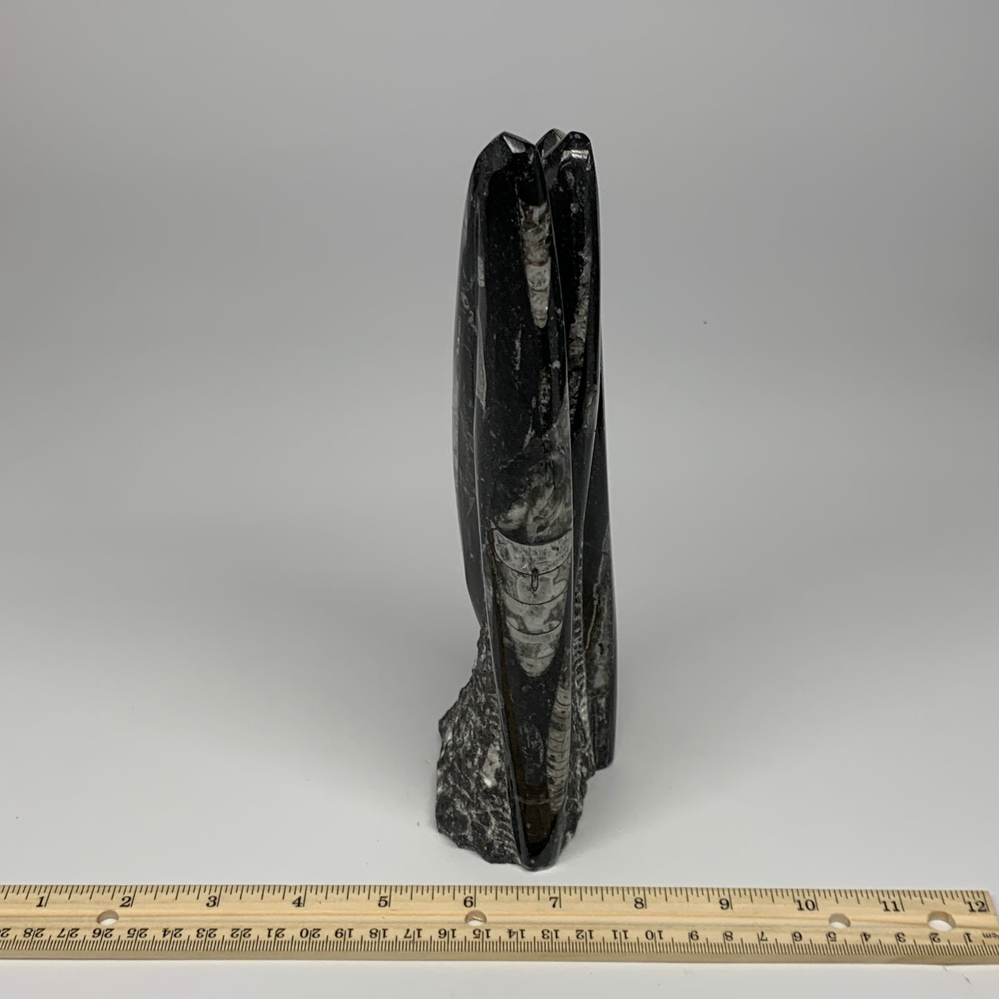 1210g, 6.9"x3.1"2.3" Black Fossils Orthoceras Sculpture Tower @Morocco, B23409