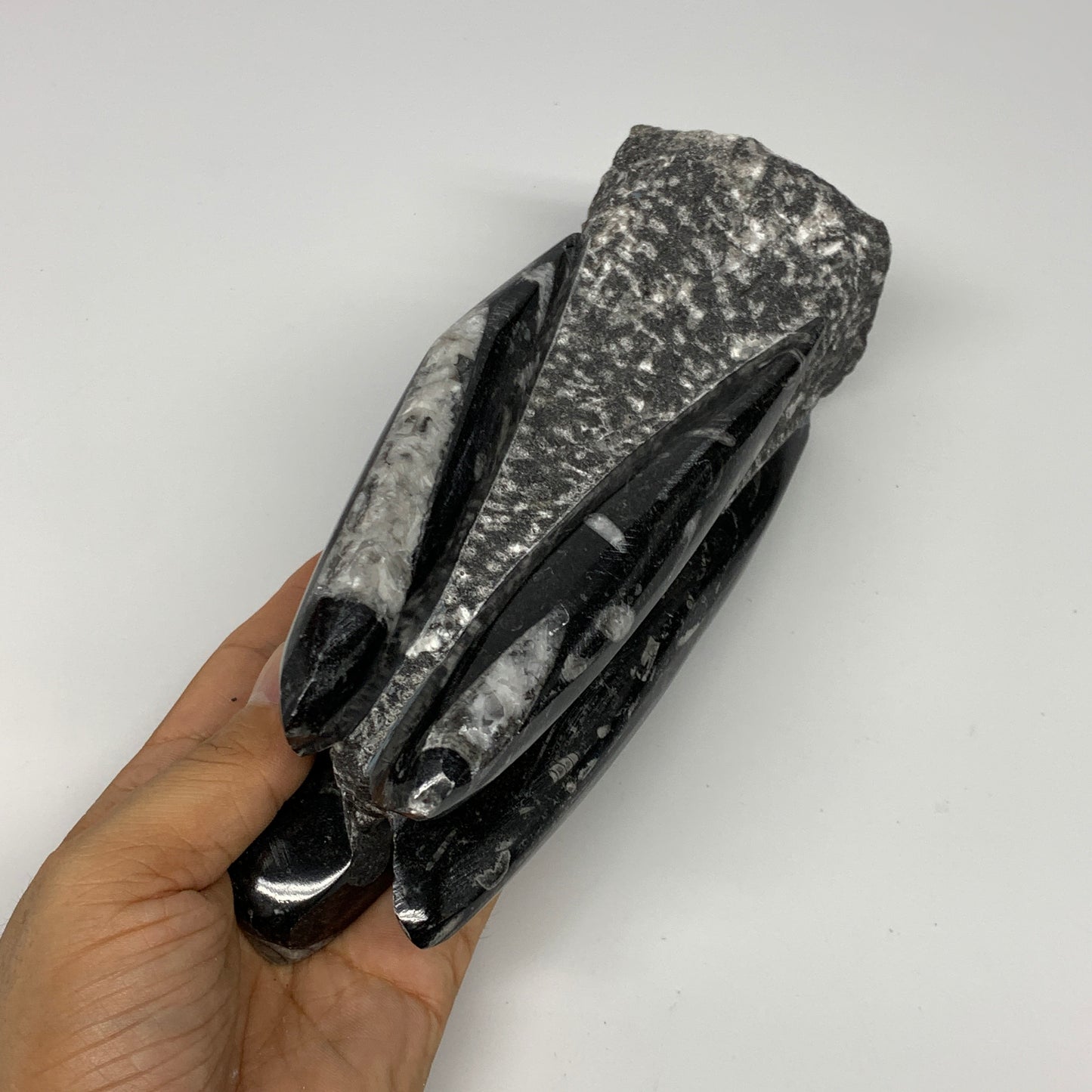 1325g, 7.5"x3.3"x3" Black Fossils Orthoceras Sculpture Tower @Morocco, B23412