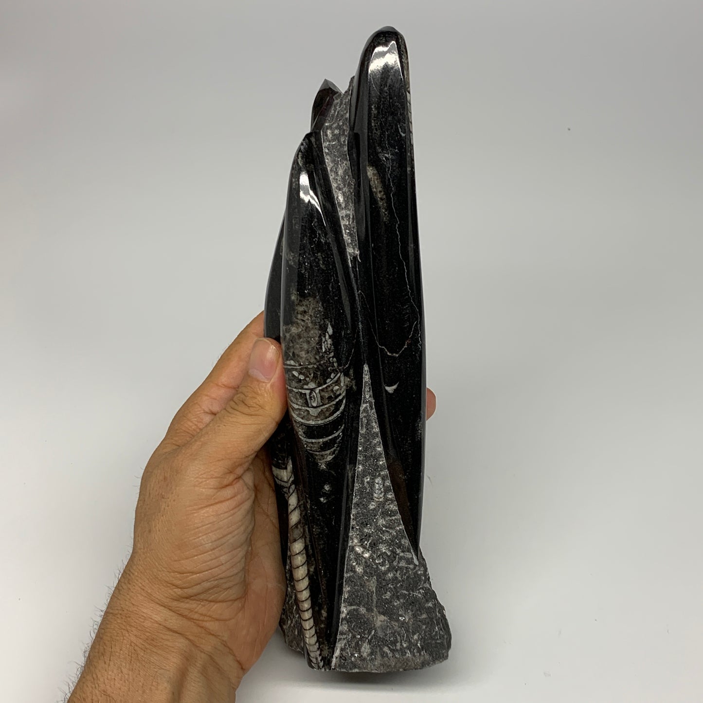 1130g, 9.1"x2.3"x2" Black Fossils Orthoceras Sculpture Tower @Morocco, B23413
