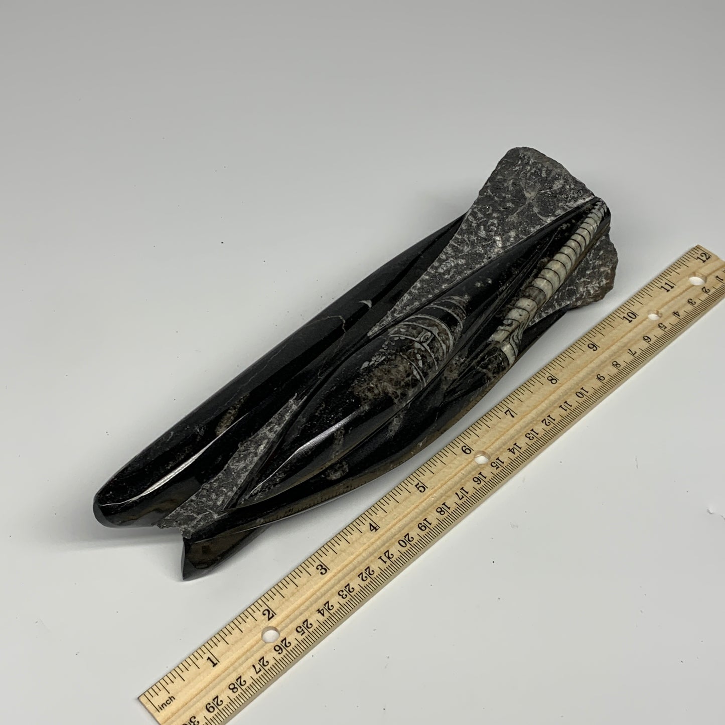 1130g, 9.1"x2.3"x2" Black Fossils Orthoceras Sculpture Tower @Morocco, B23413