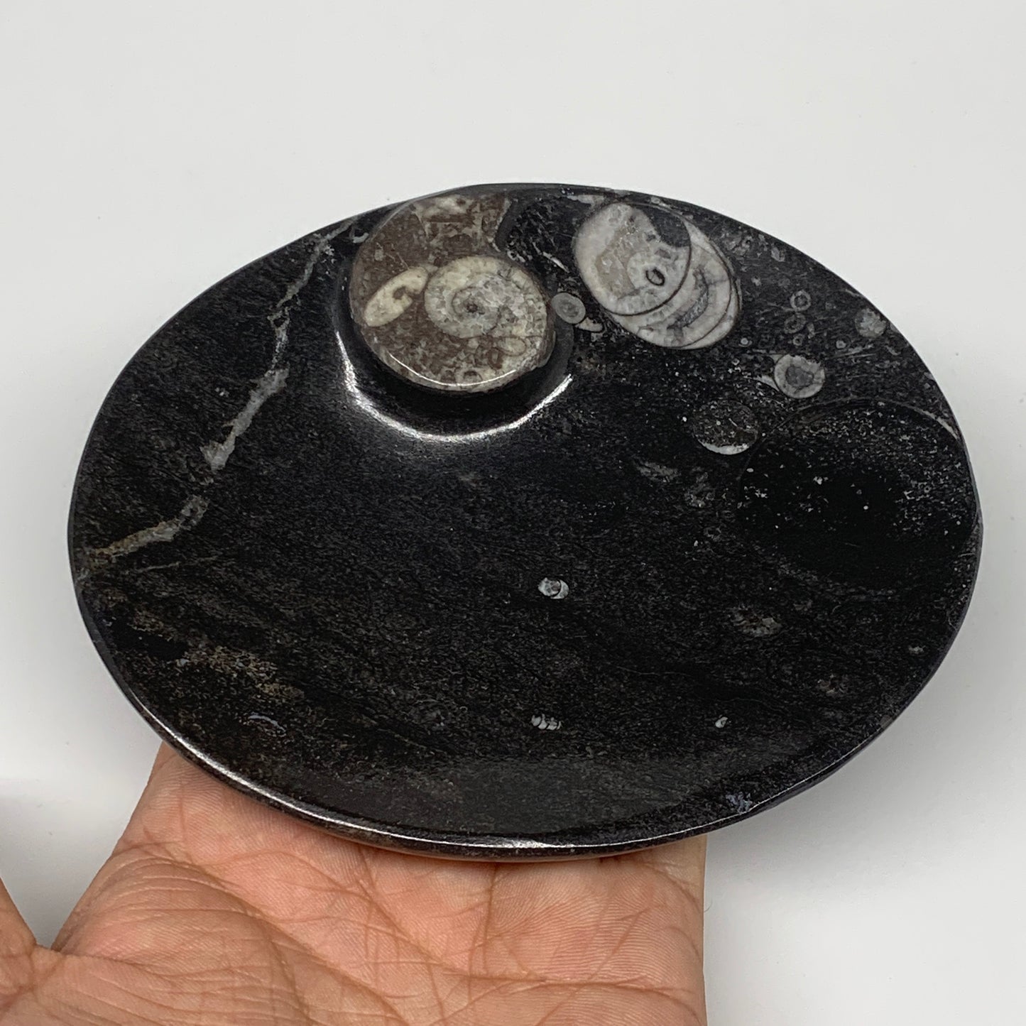 694g, 4pcs, 4.7"x3.8" Small Black Fossils Ammonite Orthoceras Bowl Oval Ring,B88