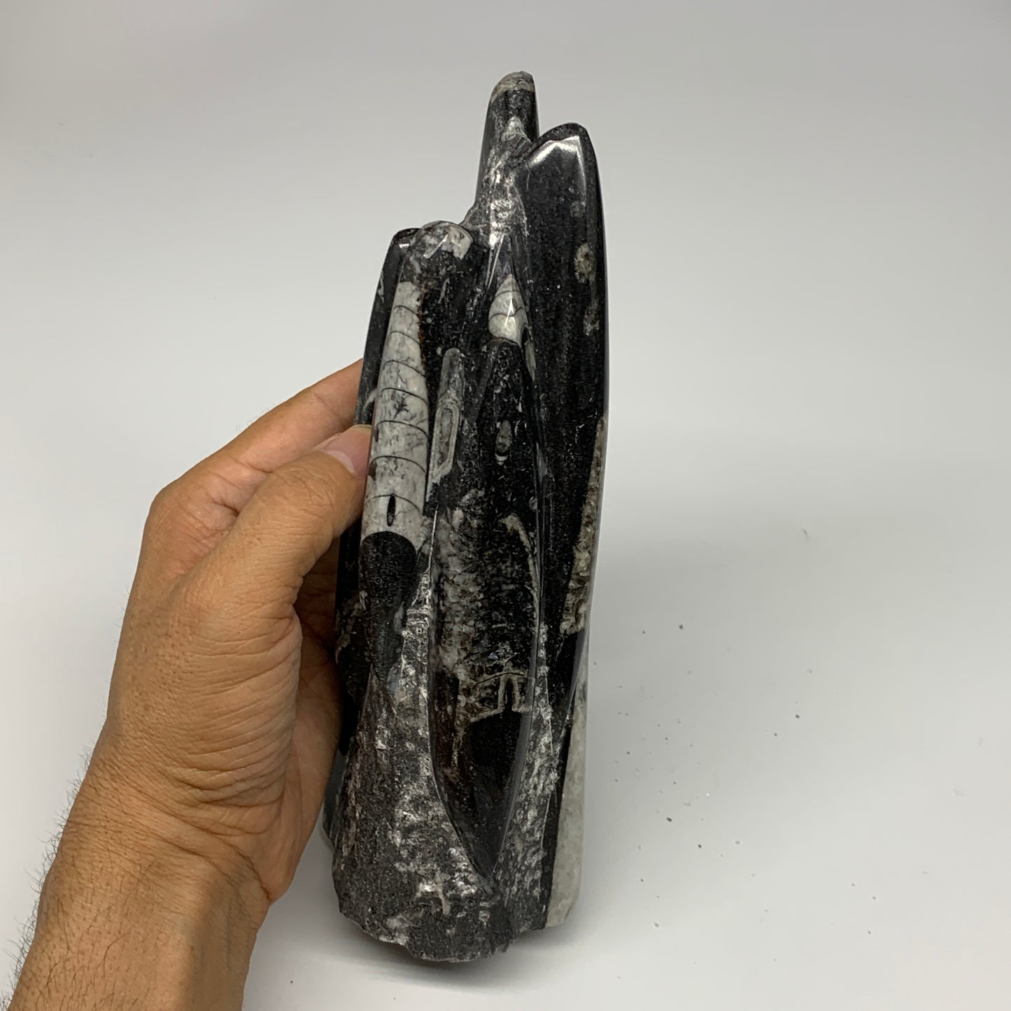 1240g, 8"x2.9"x2.7" Black Fossils Orthoceras Sculpture Tower @Morocco, B23429