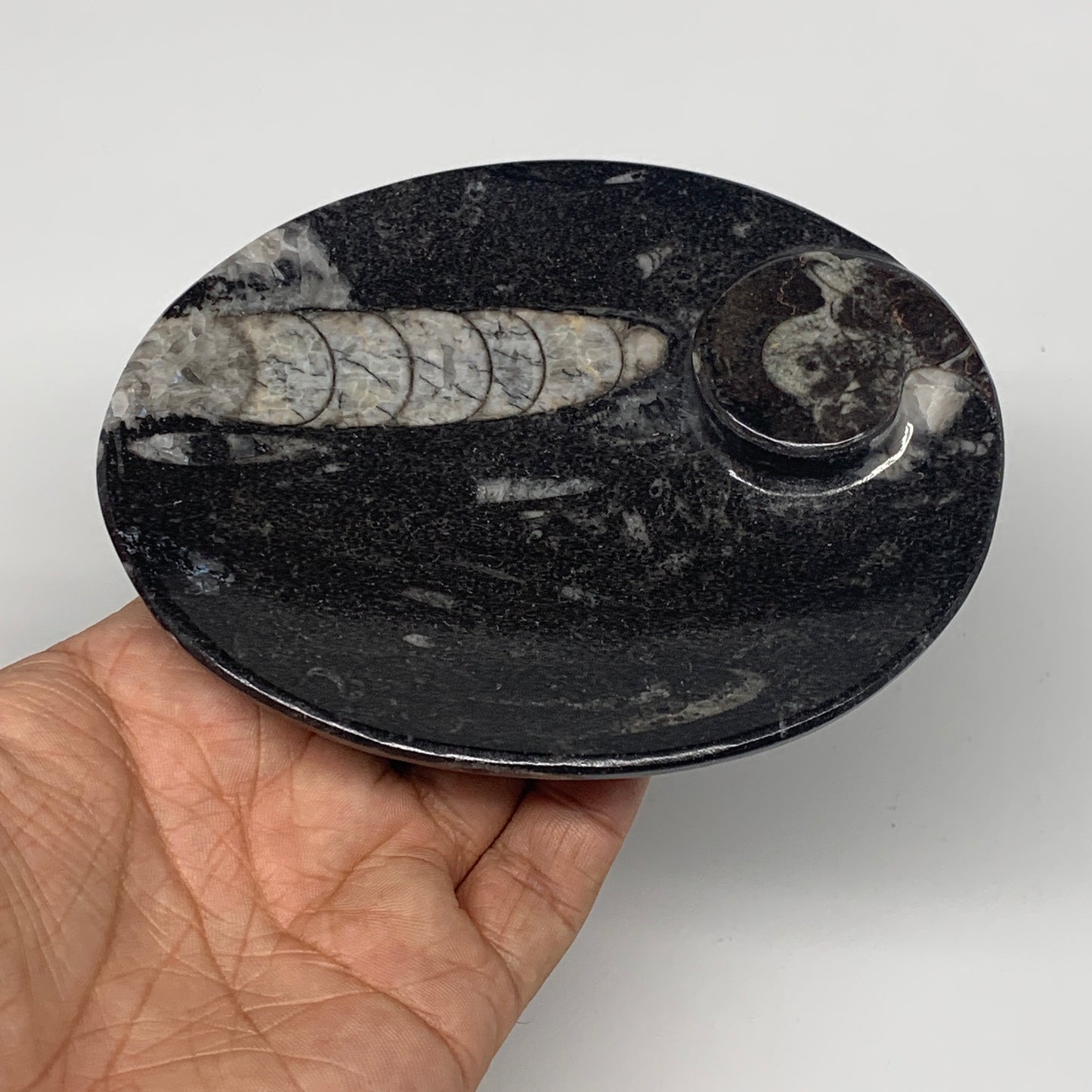 726g, 4pcs, 4.7"x3.8" Small Fossils Ammonite Orthoceras Bowl Oval Ring,B8861