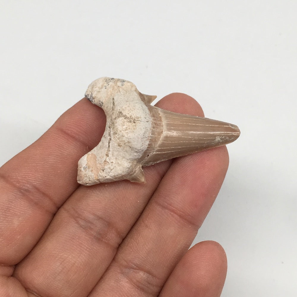 10g, 1.7"X 1.2"x 0.6" Natural Fossils Fish Shark Tooth @Morocco,MF2733