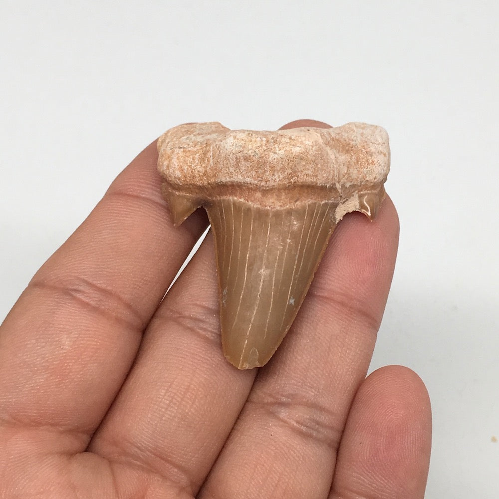 14.3g, 1.8"X 1.5"x 0.5" Natural Fossils Fish Shark Tooth @Morocco,MF2760