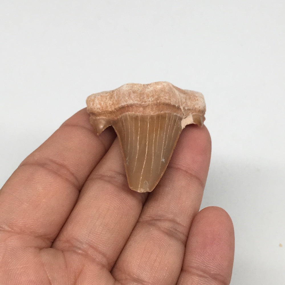 14.3g, 1.8"X 1.5"x 0.5" Natural Fossils Fish Shark Tooth @Morocco,MF2760