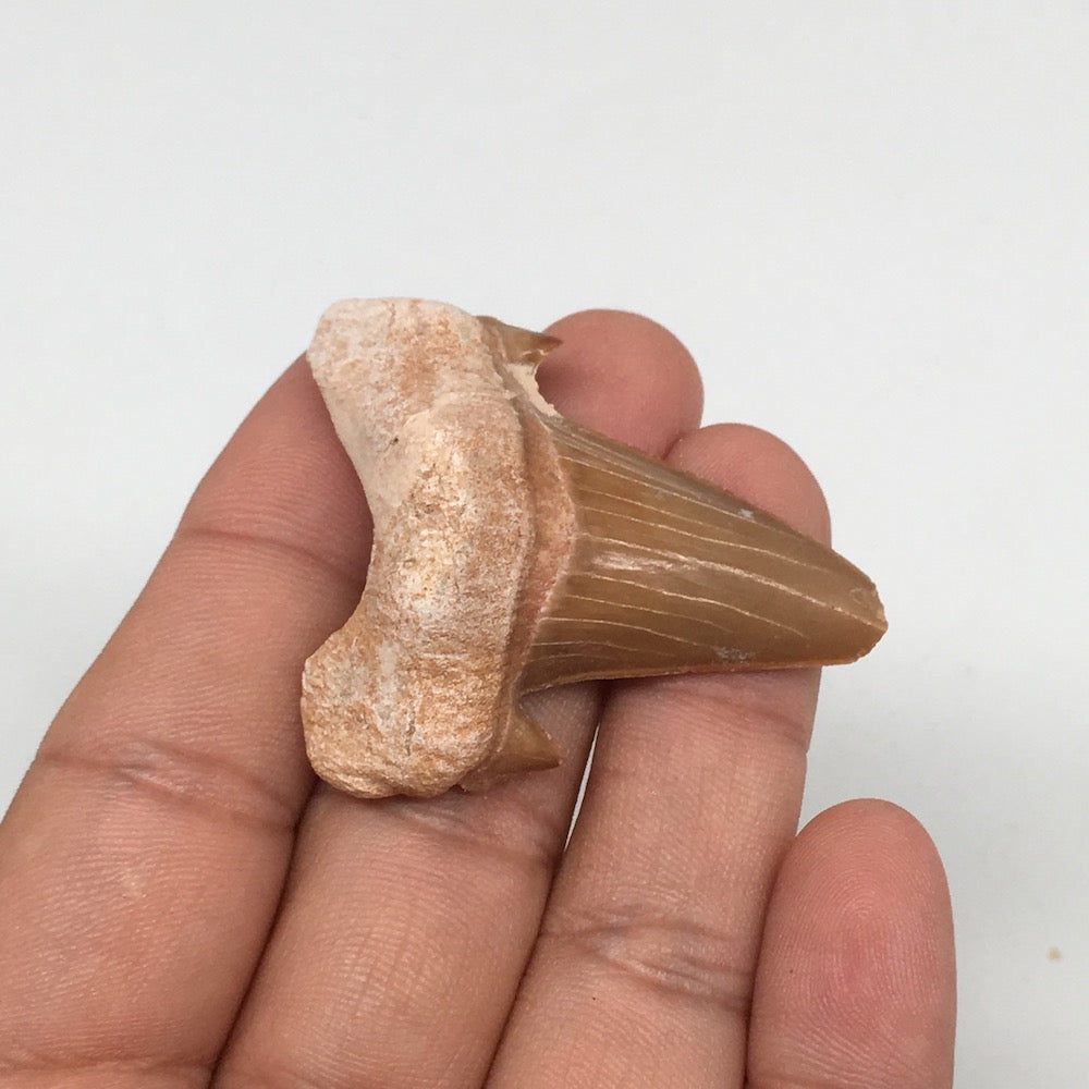 14.3g, 1.8"X 1.5"x 0.5" Natural Fossils Fish Shark Tooth @Morocco,MF2760