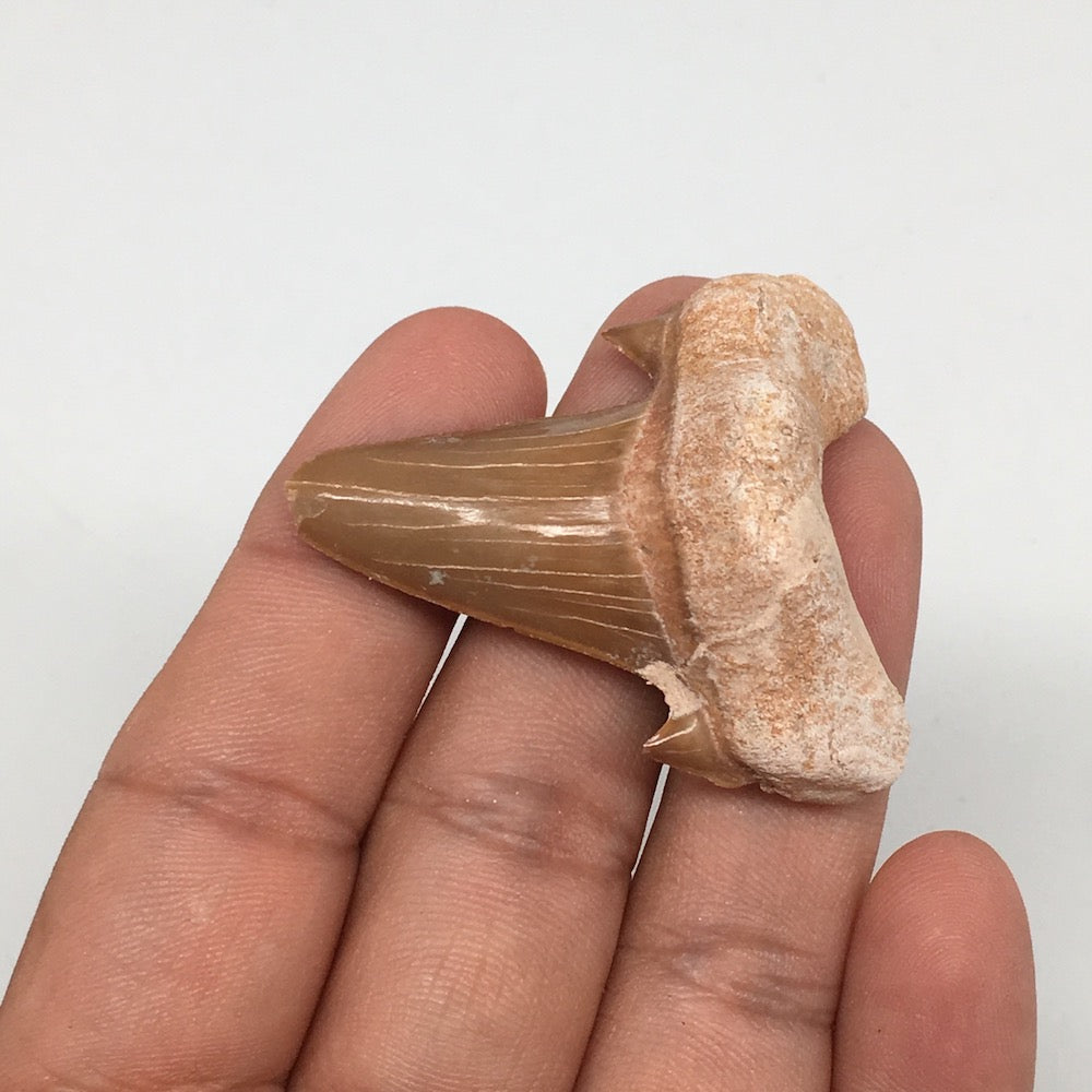 14.3g, 1.8"X 1.5"x 0.5" Natural Fossils Fish Shark Tooth @Morocco,MF2760