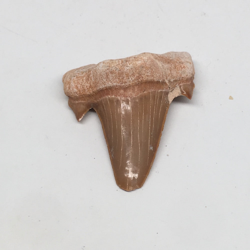 14.3g, 1.8"X 1.5"x 0.5" Natural Fossils Fish Shark Tooth @Morocco,MF2760