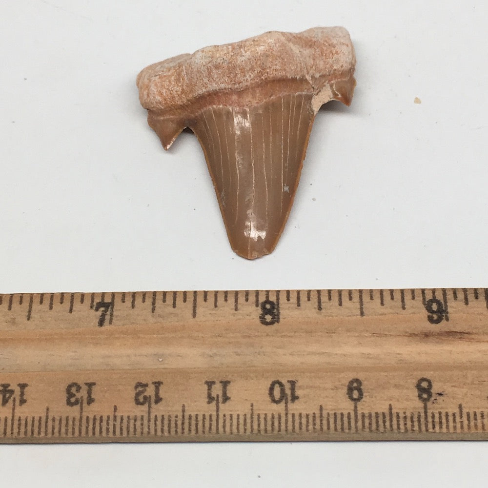 14.3g, 1.8"X 1.5"x 0.5" Natural Fossils Fish Shark Tooth @Morocco,MF2760