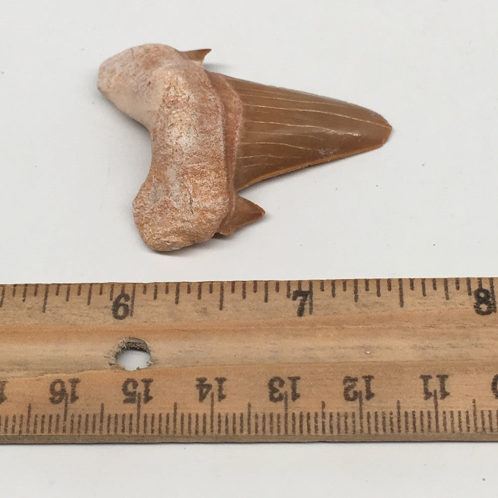 14.3g, 1.8"X 1.5"x 0.5" Natural Fossils Fish Shark Tooth @Morocco,MF2760