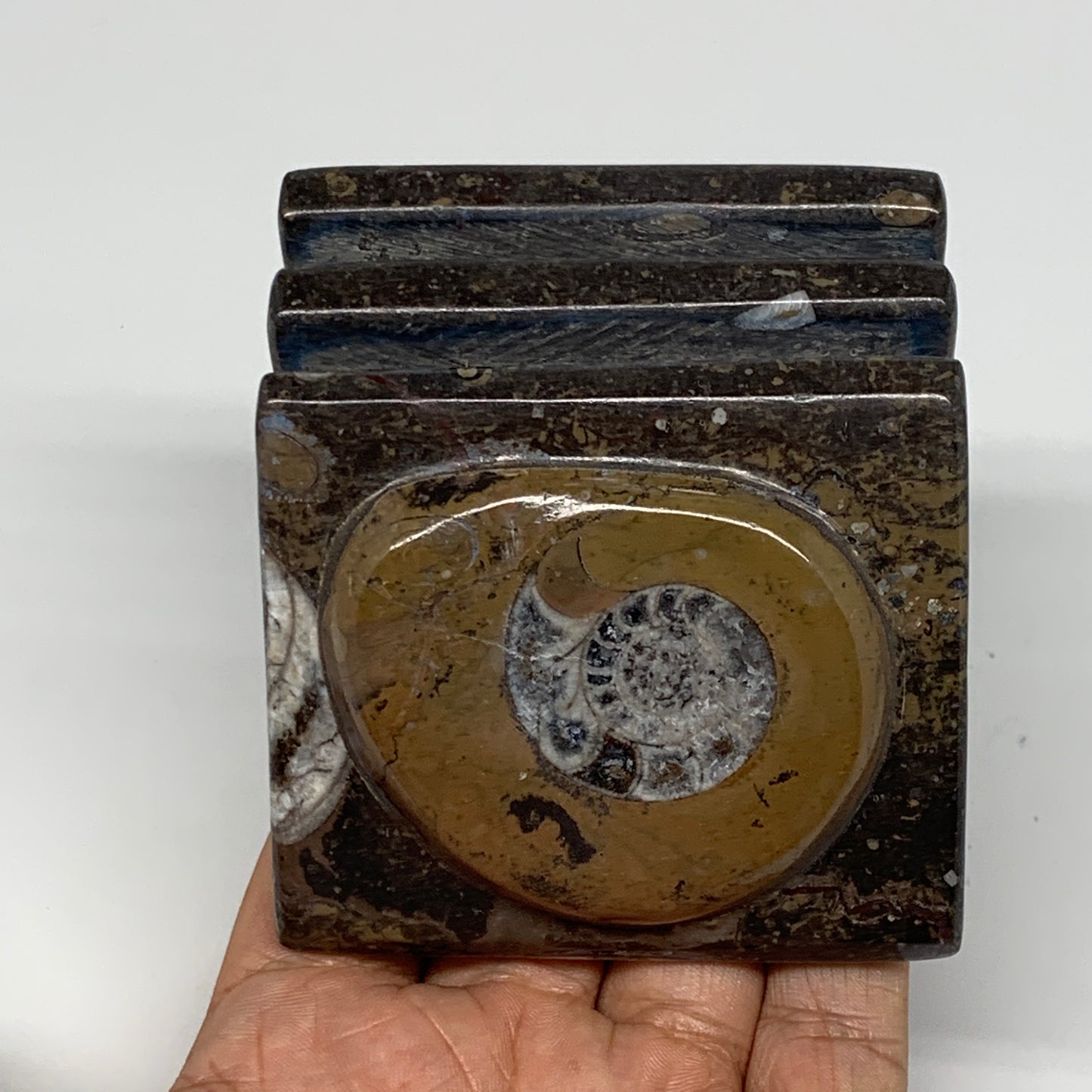 496g, 2.8" x 2.8" x 1.9" Fossils Orthoceras Ammonite Business Card Holder,B8103