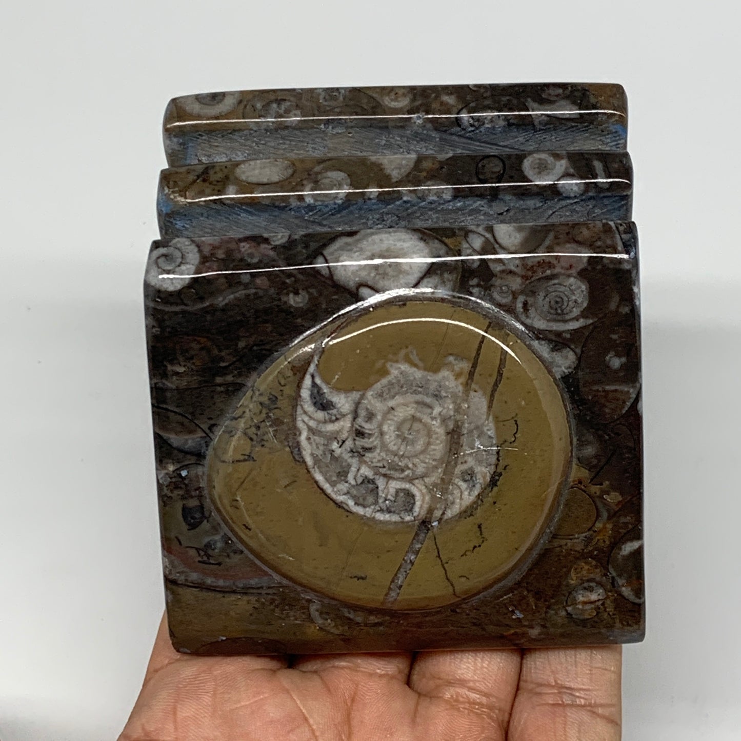 510g, 2.9" x 2.8" x 2" Fossils Orthoceras Ammonite Business Card Holder,B8106