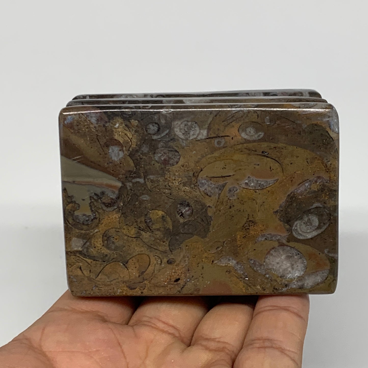 510g, 2.9" x 2.8" x 2" Fossils Orthoceras Ammonite Business Card Holder,B8106