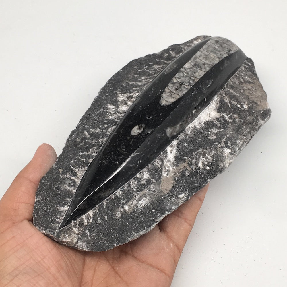 528g,6.75"x3.5"x1.5" Fossils Orthoceras (straight horn) SQUID @Morocco, MF1660