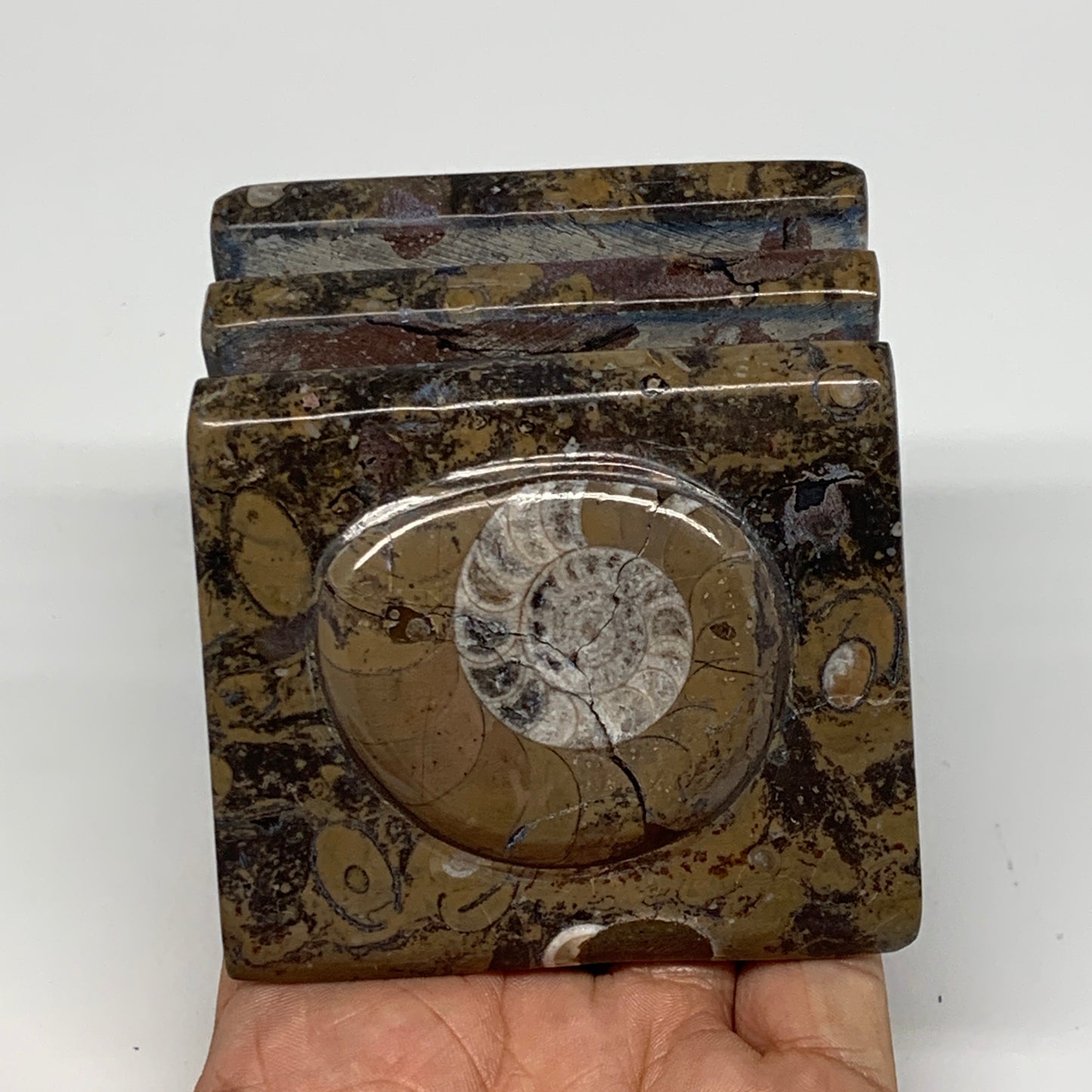 546g, 3" x 2.9" x 2" Fossils Orthoceras Ammonite Business Card Holder,B8109