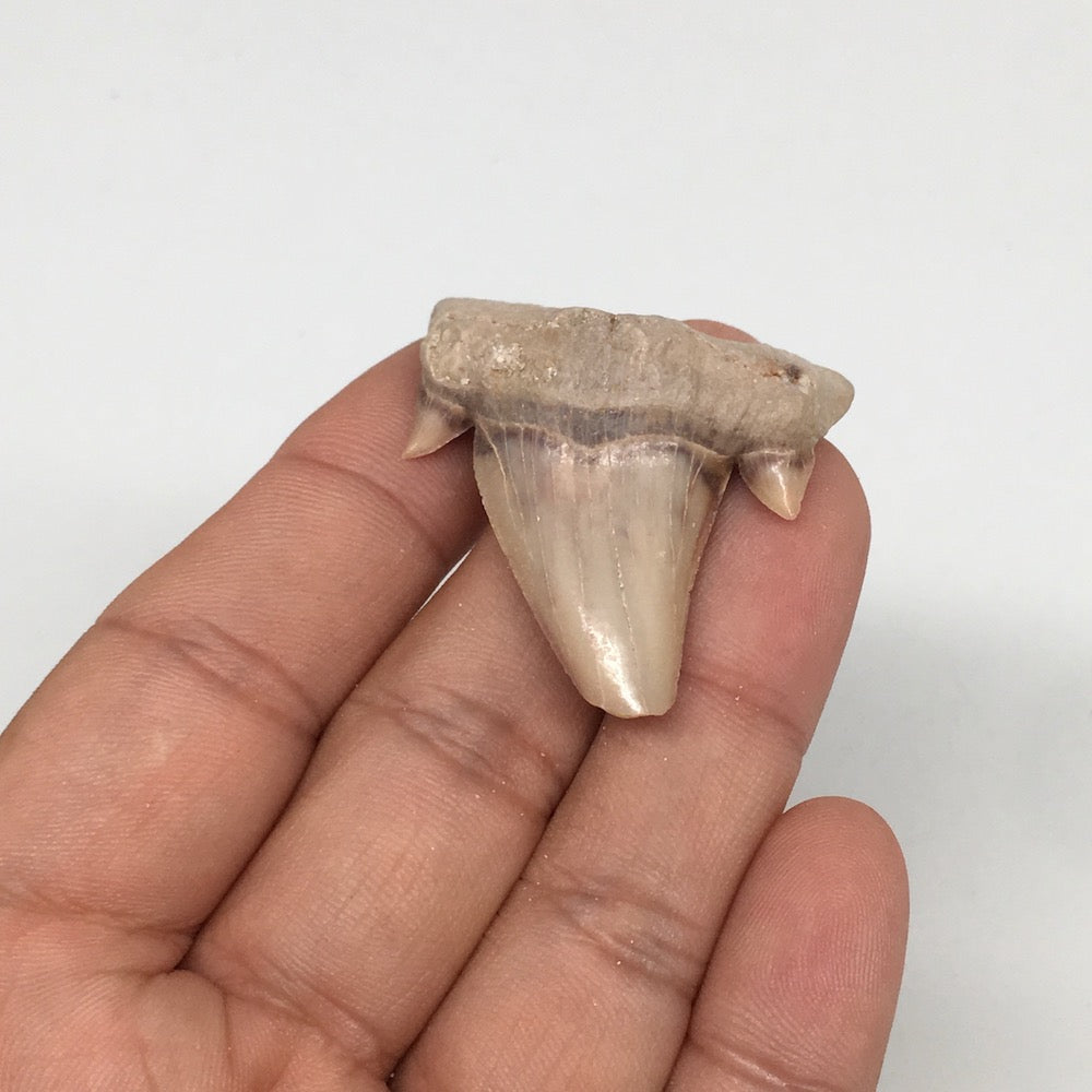 10.8g, 1.7"X 1.4"x 0.4" Natural Fossils Fish Shark Tooth @Morocco,MF2801