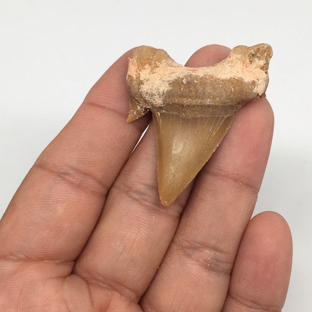 11g, 1.8"X 1.4"x 0.5" Natural Fossils Fish Shark Tooth @Morocco,MF2805