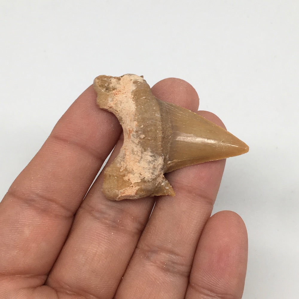 11g, 1.8"X 1.4"x 0.5" Natural Fossils Fish Shark Tooth @Morocco,MF2805