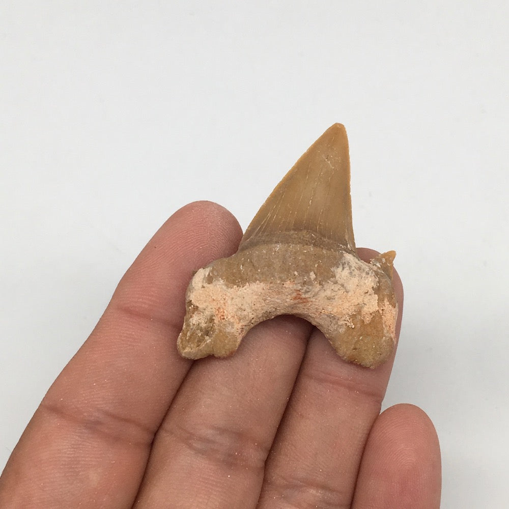 11g, 1.8"X 1.4"x 0.5" Natural Fossils Fish Shark Tooth @Morocco,MF2805