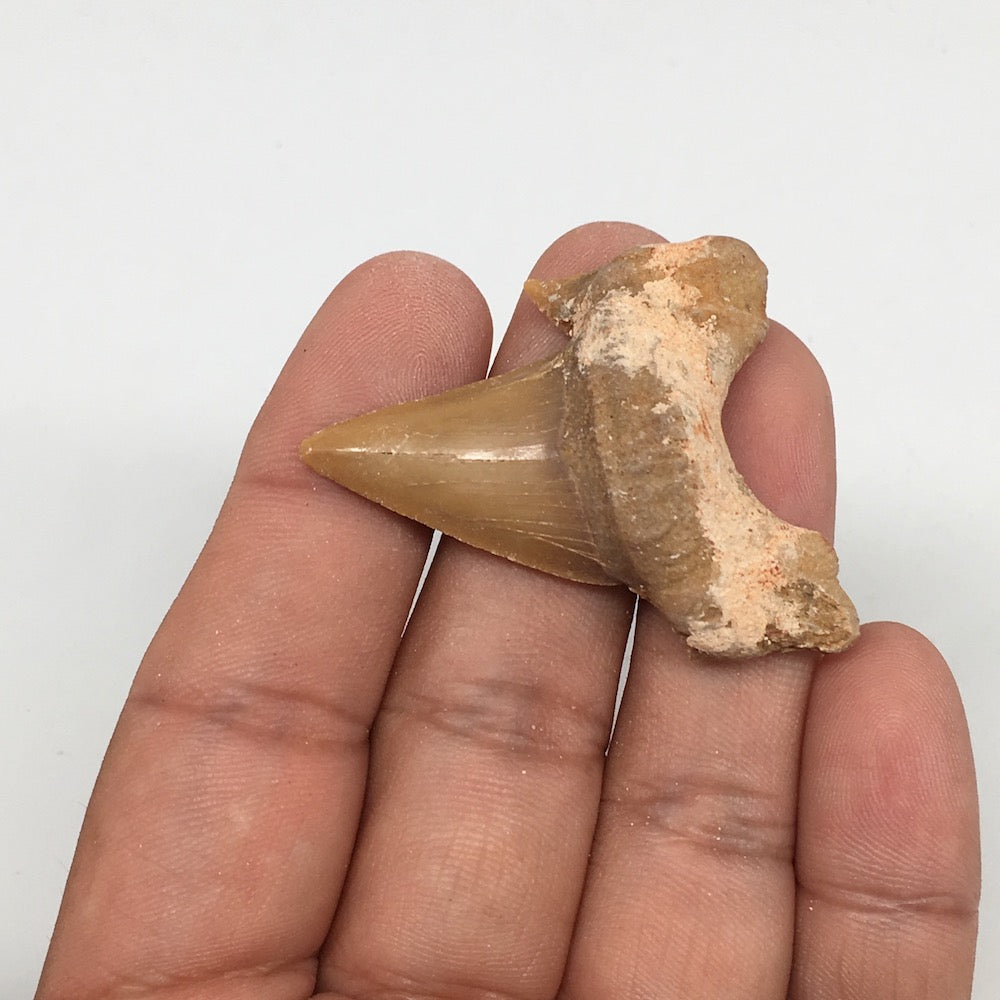 11g, 1.8"X 1.4"x 0.5" Natural Fossils Fish Shark Tooth @Morocco,MF2805