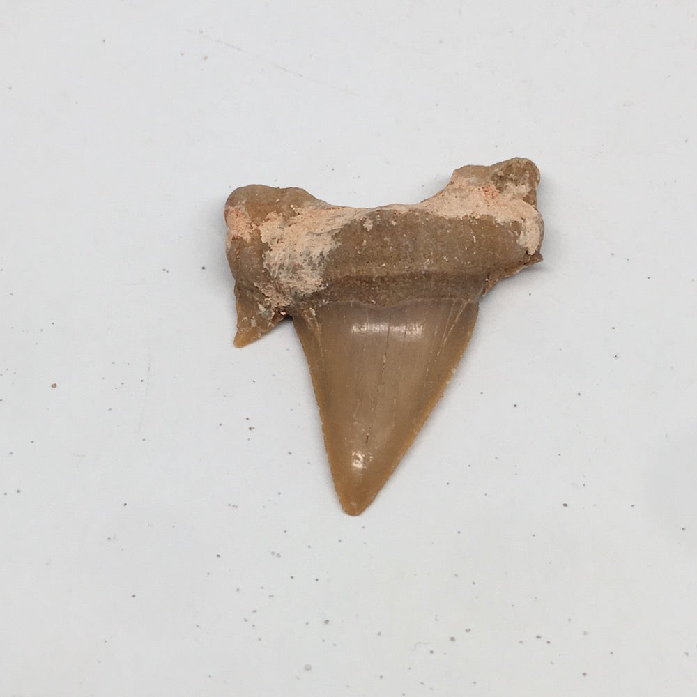 11g, 1.8"X 1.4"x 0.5" Natural Fossils Fish Shark Tooth @Morocco,MF2805